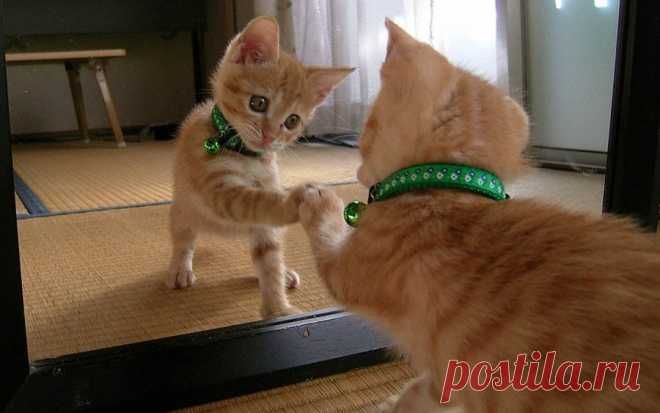 Что если кошка увидела себя в зеркале: кого она видит, узнают ли кошки и коты своё отражение; почему же кошки не видят себя в зеркале?