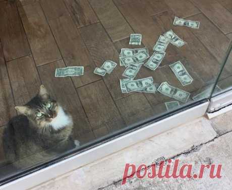 Этот кот настолько любит деньги, что придумал свою схему честного отъема наличных у людей 

В городке Талса, штат Оклахома, в одном из офисов живет местный любимец — кот по кличке Уинесс-Лот. Он успел прославиться на всю округу тем, что выманивает у людей их доллары, причем они сами несут …