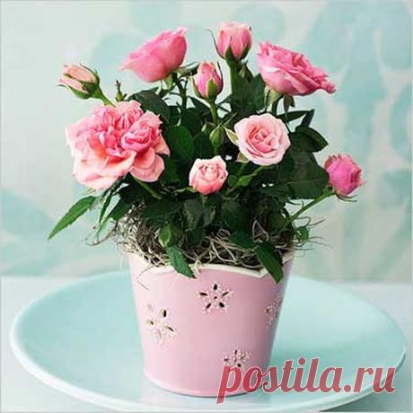 ✿ Как правильно ухаживать за домашними розами