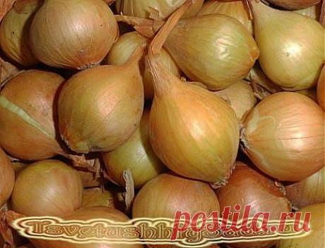 Пора сажать лук севок. » ЦВЕТУЩИЙ САД