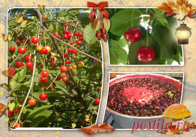 1,5 кг вишни без косточек, 1,5 кг сахара, 1 литр воды. Сварить сахарный сироп,охладить, засыпать вишню, варить до готовности, за 5 минут добавить половину чайной ложечки лимонной кислоты.