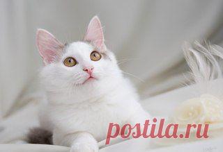 "Помощь Братьям Нашим Меньшим" (Екатеринбург)