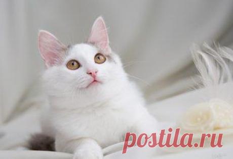 &quot;Помощь Братьям Нашим Меньшим&quot; (Екатеринбург)