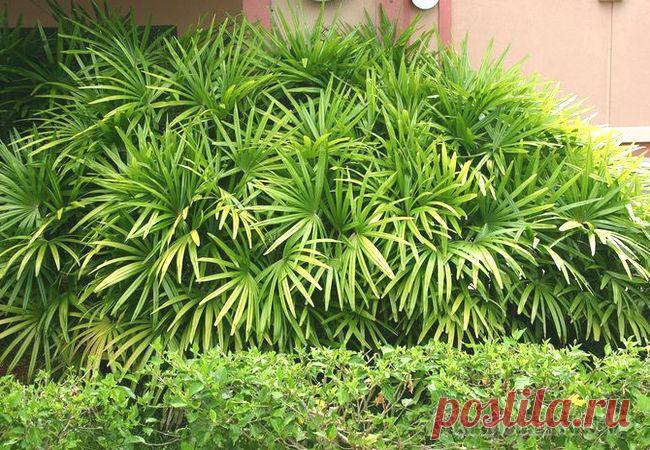 Рапис (комнатная пальма): уход в домашних условиях