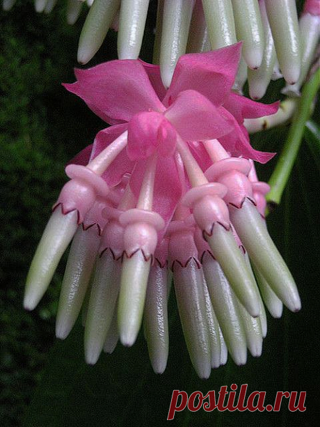 Cavendishia grandifolia flower buds.
