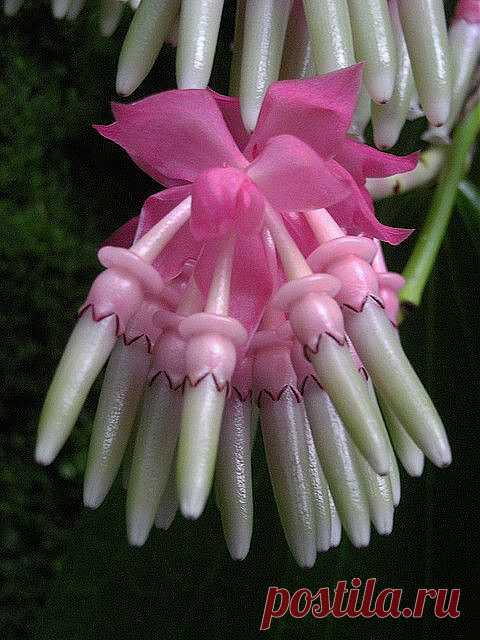 Cavendishia grandifolia flower buds.