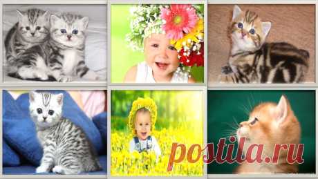 Котята милые как детки!!! Просто мило)))