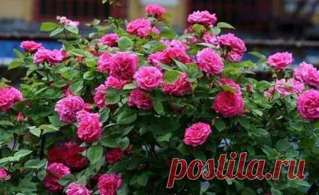 УХОД ЗА РОЗАМИ ОСЕНЬЮ