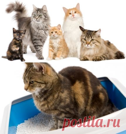 Как избавиться от запаха кошачьей мочи