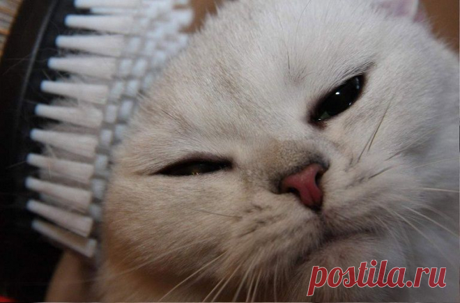 Уход за длинношерстными кошками - КотоХаус: кошки, породы кошек, уход за кошками, воспитание кошек