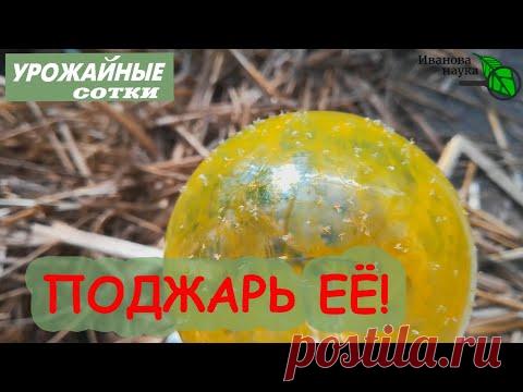 УНИЧТОЖЕНИЕ БЕЛОКРЫЛКИ без химии, клея и препаратов. Самый простой способ.