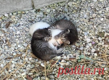 Бездомные котята защищали сестру от холода 
Трое котят из одного выводка были найдены вместе, они свернулись в единый тугой комочек. Двое табби с разных сторон прижимались к третьему детёнышу белого цвета. Белая кроха отчаянно дрожала, а остал…