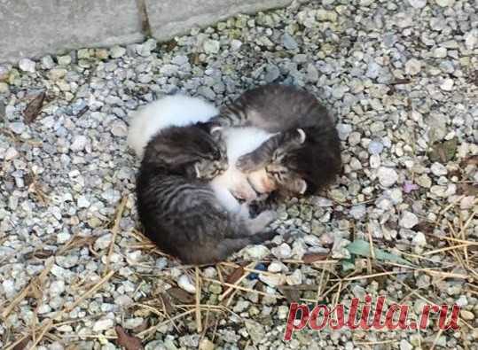 Бездомные котята защищали сестру от холода 
Трое котят из одного выводка были найдены вместе, они свернулись в единый тугой комочек. Двое табби с разных сторон прижимались к третьему детёнышу белого цвета. Белая кроха отчаянно дрожала, а остал…