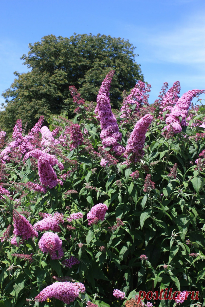 Буддлея: 