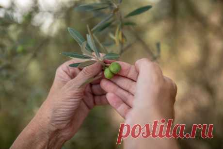 Масла будет меньше. В Европе вандалы вырубают оливковые рощи. Мировой дефицит оливкового масла подтолкнул неких личностей еще больше усугубить ситуацию. Разбираемся, кто может стоять за этими варварскими акциями.