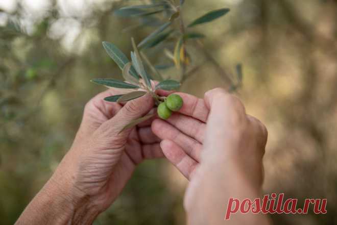 Масла будет меньше. В Европе вандалы вырубают оливковые рощи. Мировой дефицит оливкового масла подтолкнул неких личностей еще больше усугубить ситуацию. Разбираемся, кто может стоять за этими варварскими акциями.