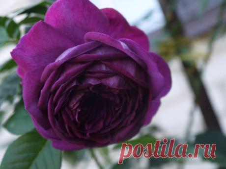 Венера Люкманова