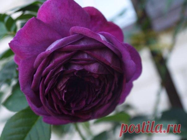 Венера Люкманова