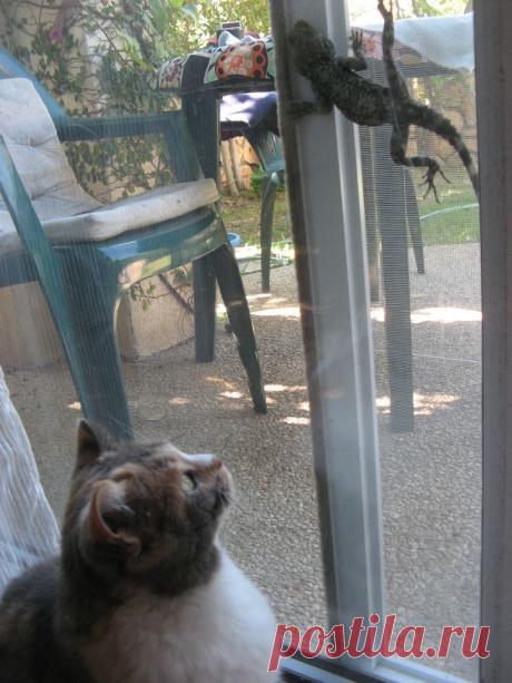 ящерка и Стася