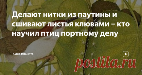 Делают нитки из паутины и сшивают листья клювами – кто научил птиц портному делу Говоря о портных, мы представляем себе цех, в котором не утихает трель швейных машинок. Говоря о семье портных, мы представляем семейный бизнес талантливой династии человеческой, организовавшей собственную сеть ателье. Но сегодня речь пойдет не о ремесленниках, а о шустрой птичке-портнихе. О ней упомянул даже Киплинг в своей сказке, про молодого героического мангуста Рикки-Тикки-Тави. Благород...