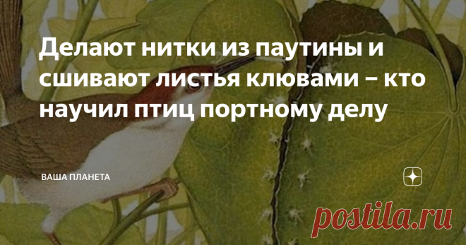 Делают нитки из паутины и сшивают листья клювами – кто научил птиц портному делу Говоря о портных, мы представляем себе цех, в котором не утихает трель швейных машинок. Говоря о семье портных, мы представляем семейный бизнес талантливой династии человеческой, организовавшей собственную сеть ателье. Но сегодня речь пойдет не о ремесленниках, а о шустрой птичке-портнихе. О ней упомянул даже Киплинг в своей сказке, про молодого героического мангуста Рикки-Тикки-Тави. Благород...