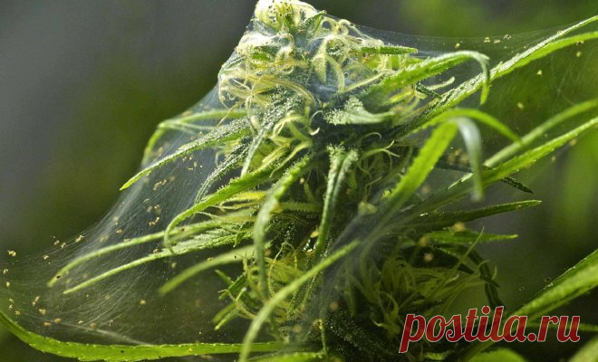 Паутинный клещ – как распознать на растениях и эффективно бороться