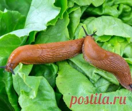 Улиток и слизней из сада долой