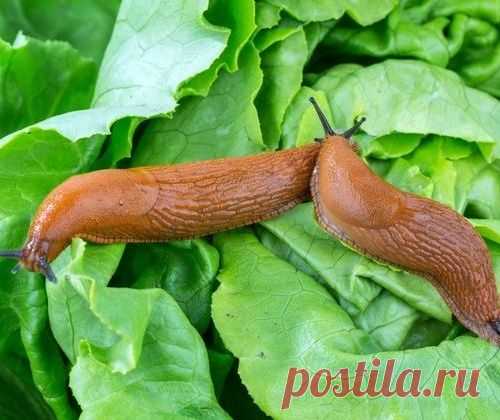 Улиток и слизней из сада долой