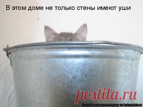 Котоматрица: Случайные котоматрицы