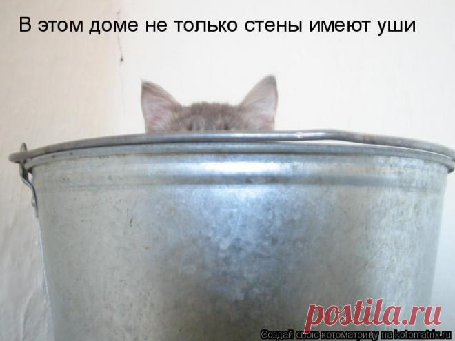 Котоматрица: Случайные котоматрицы