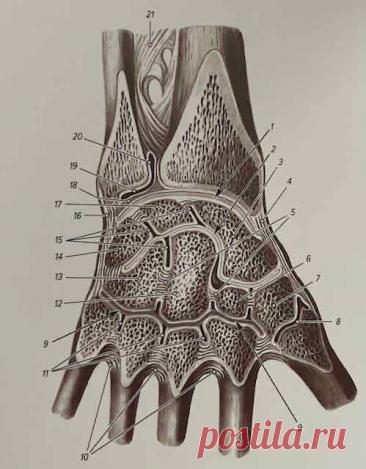 Лучезапястный сустав (articulatio radiocarpea)