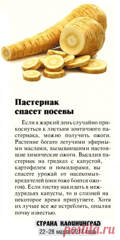 Пастернак спасет посевы от насекомых-вредителей
