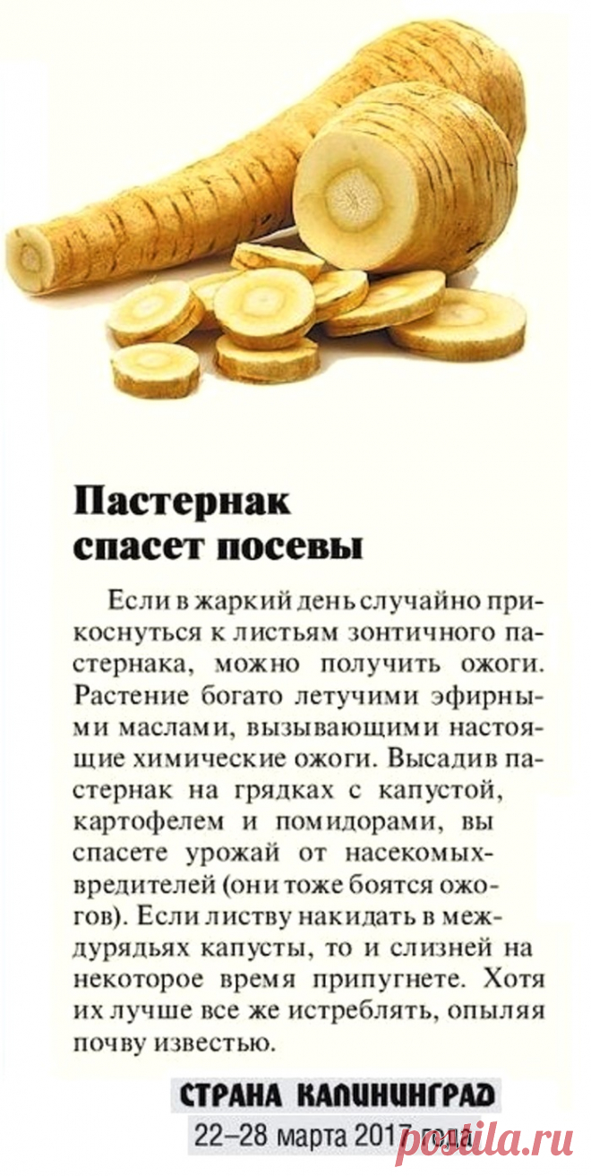Пастернак спасет посевы от насекомых-вредителей