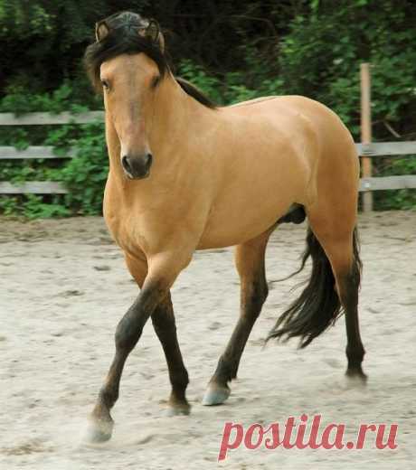 pictues of buckskin horses that look like Spirit | Horse Movie review: Spirit: Stallion of the Cimarron (2004)   |   Pinterest • Всемирный каталог идей