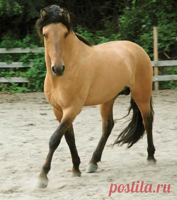 pictues of buckskin horses that look like Spirit | Horse Movie review: Spirit: Stallion of the Cimarron (2004)   |   Pinterest • Всемирный каталог идей