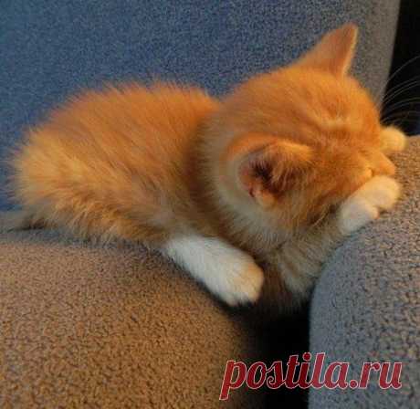 Кот