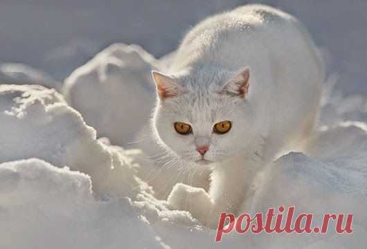 Зимние кошки .