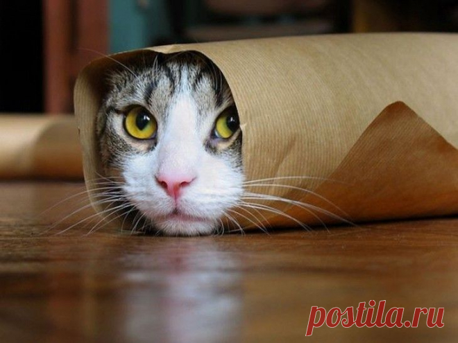 3 факта о кошках, которые удивят любого кошатника | KaifZona.Ru