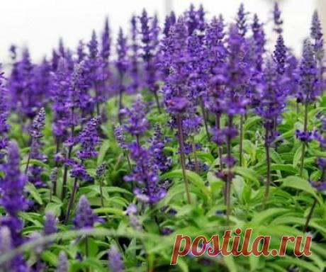 Шалфей, лечебные свойства и противопоказания. Шалфей для зачатия, для прекращения лактации. Настой при климаксе