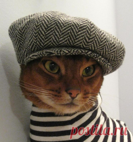 CatAtelier - Фото