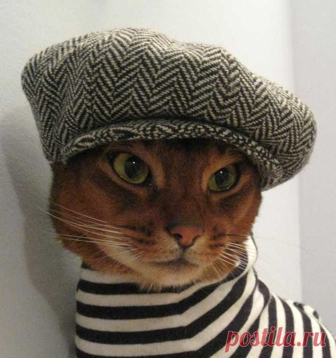 CatAtelier - Фото