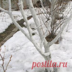 ПЕРВЫЕ ВЕСЕННИЕ РАБОТЫ В САДУ. ПОДКОРМКИ. - МирТесен