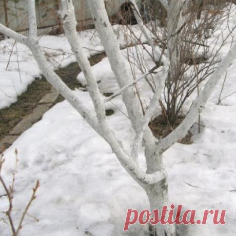 ПЕРВЫЕ ВЕСЕННИЕ РАБОТЫ В САДУ. ПОДКОРМКИ. - МирТесен