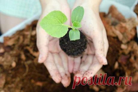 Какие культуры можно посадить на огороде до конца мая