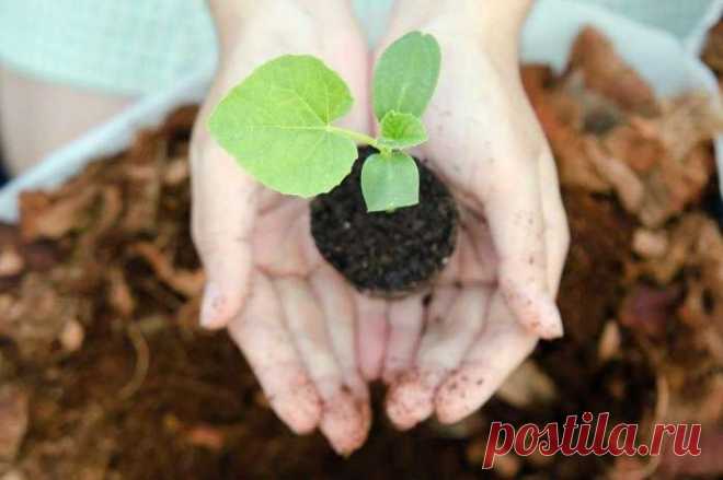 Какие культуры можно посадить на огороде до конца мая