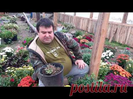 Как сохранить хризантему мультифлора в зимний период