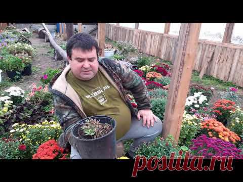 Как сохранить хризантему мультифлора в зимний период