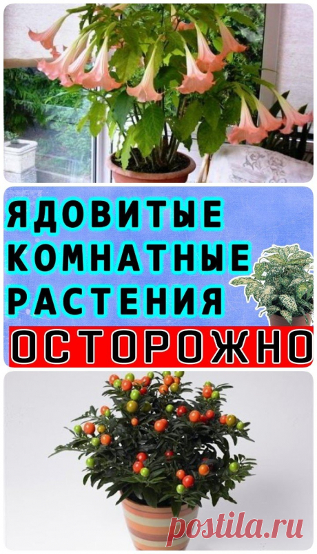 ОСТОРОЖНО! Ядовитые комнатные растения! Они опасны для здоровья!
