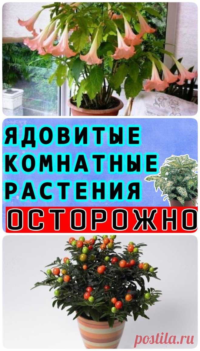 ОСТОРОЖНО! Ядовитые комнатные растения! Они опасны для здоровья!