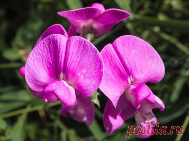 Какие цветы сажать на рассаду в апреле?